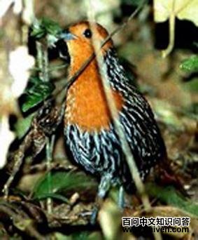 ����٪����