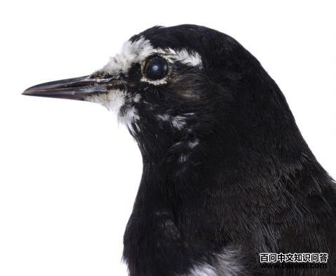 �ձ��n�_���۲���д�����ܺ�ɫ