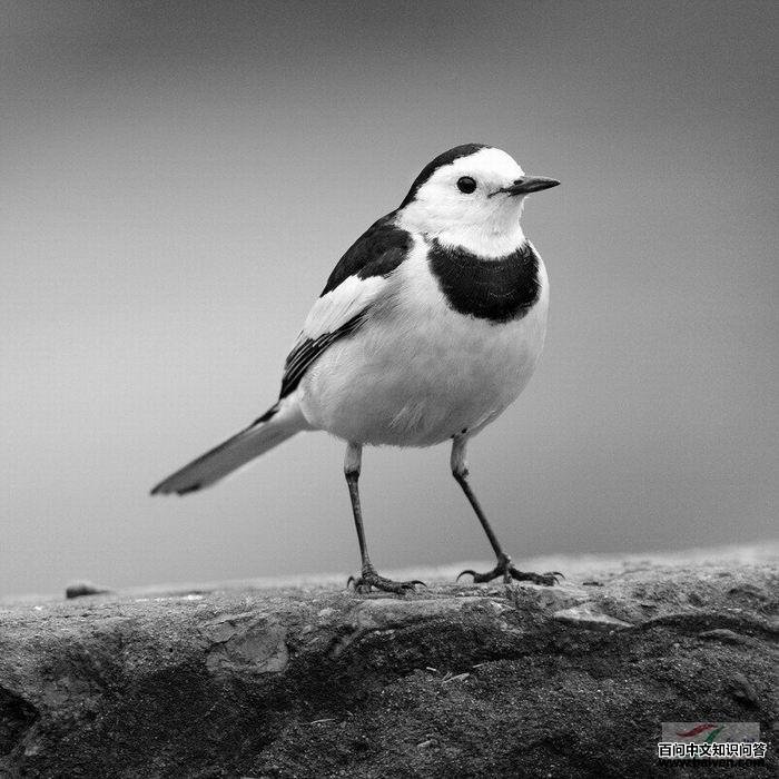 ���n�_��ͨ����leucopsis