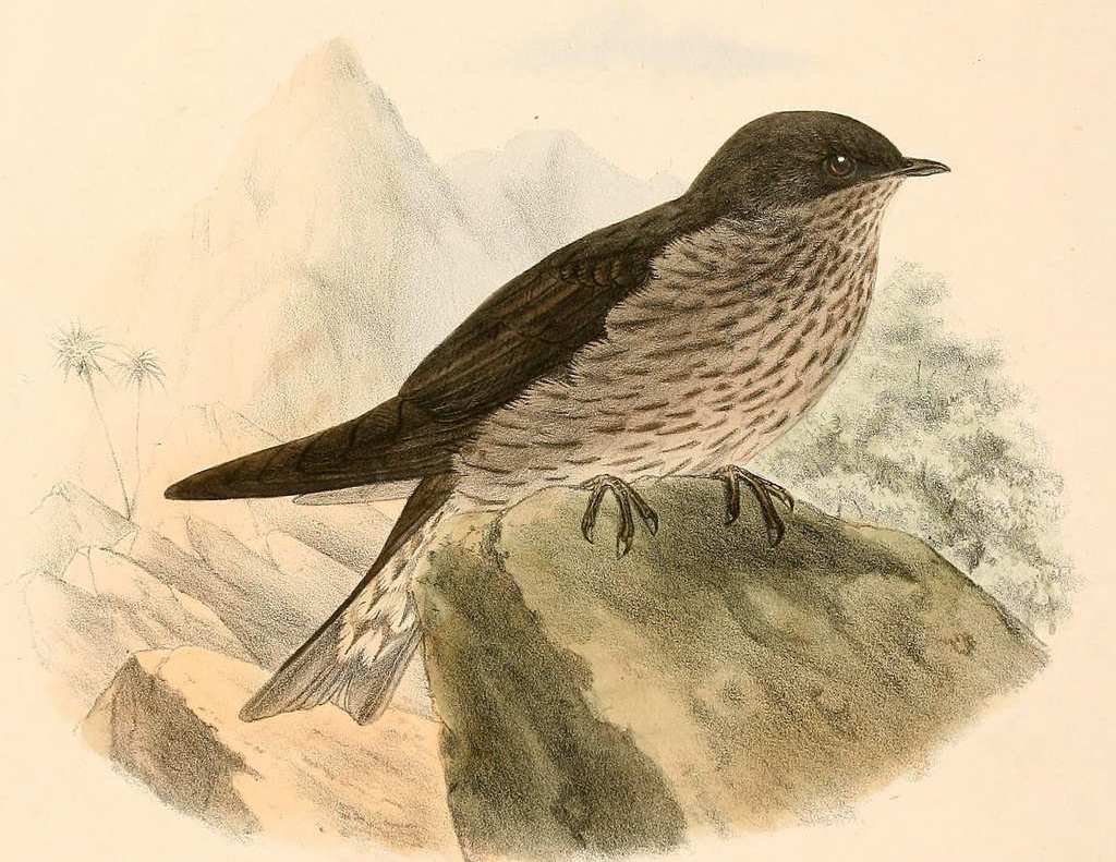 马岛原燕 马岛原燕的图片