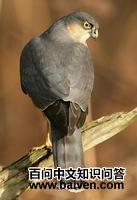 ����ӥ��ͼƬ