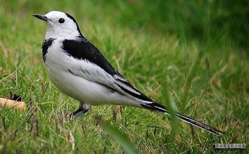 白鹡鸰 白鹡鸰的图片