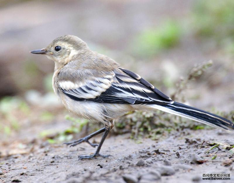 ���n�_�ǳ��������Ի�ɫΪ����