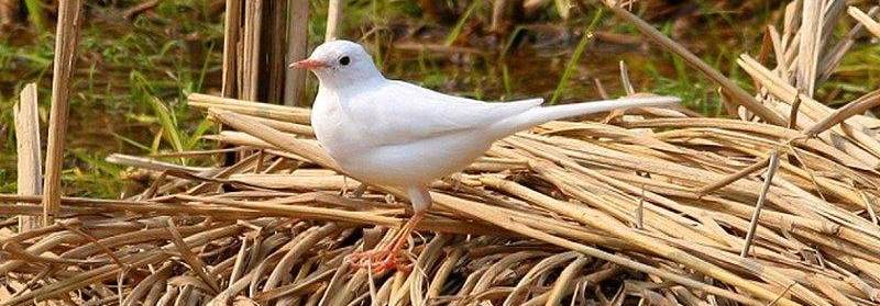 ���n�_�׻����壬�����ϵ�