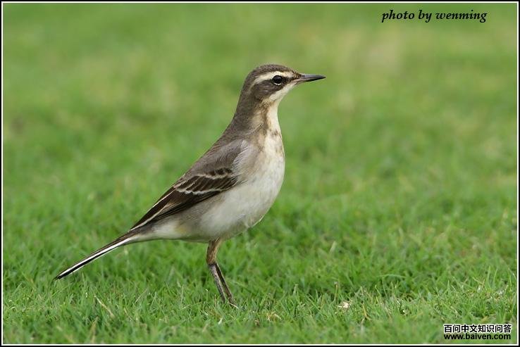 ���n�_�ǳ�������ס�����ɫ���Ⱥ�ɫ��β�϶�