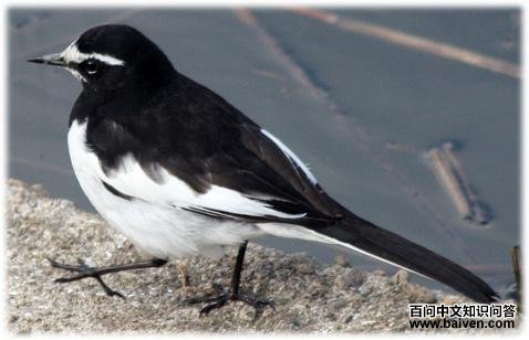 �ձ��n�_���۲���ɫü�ƣ������ܲ��ǰ�ɫ