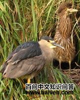 ����ҹ�ص�ͼƬ