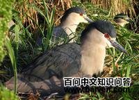 ����ҹ��