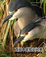 ����ҹ��