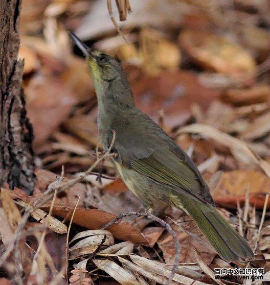 马岛旋木鹎 马岛旋木鹎的图片