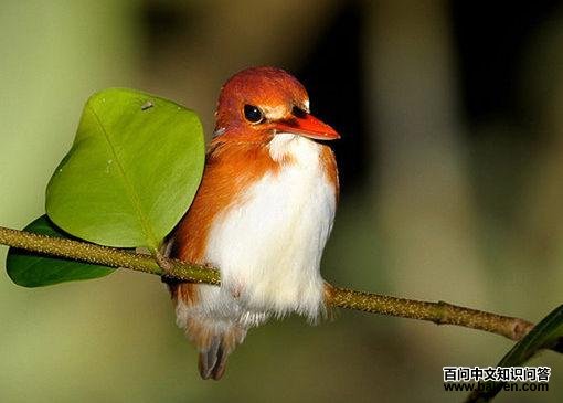 ����С����