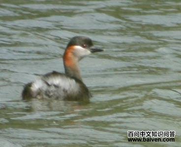 ����С�G�f��ͼƬ