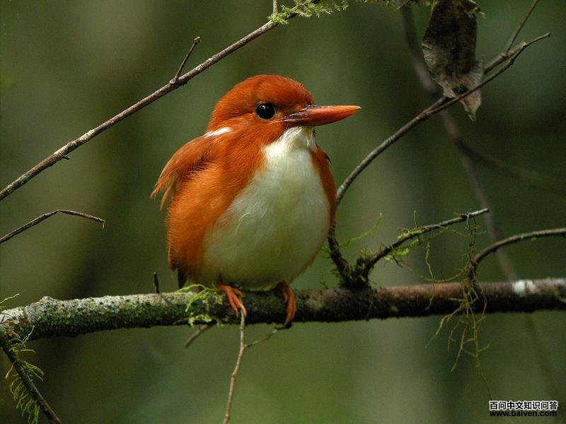 ����С�����ͼƬ