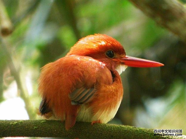 ����С����