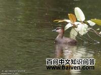 ����С�G�f