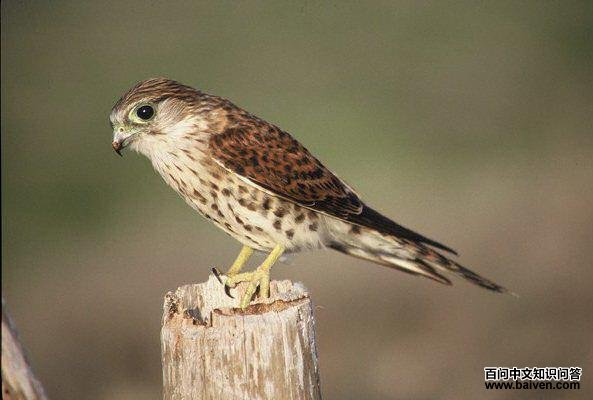 ��������ͼƬ