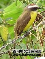 白环蚊霸鹟 白环蚊霸鹟的图片