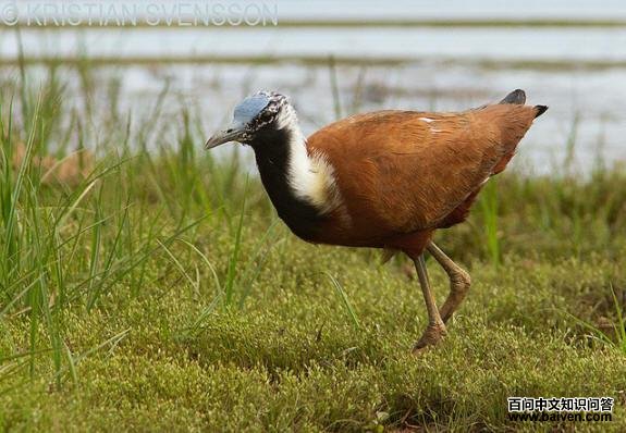 ����ˮ����ͼƬ