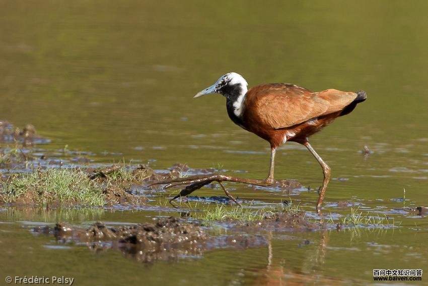 ����ˮ��