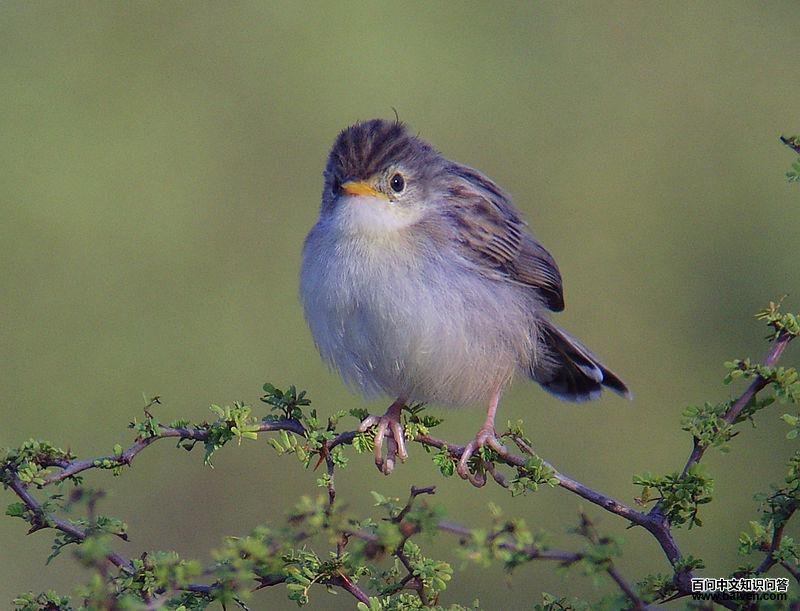 ������βݺ��ͼƬ