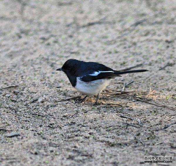 马岛鹊鸲 马岛鹊鸲的图片