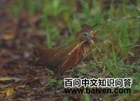 马岛林秧鸡 马岛林秧鸡的图片