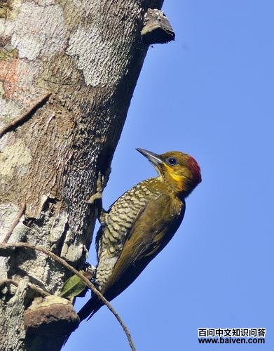 白喉琢木鸟 白喉琢木鸟的图片