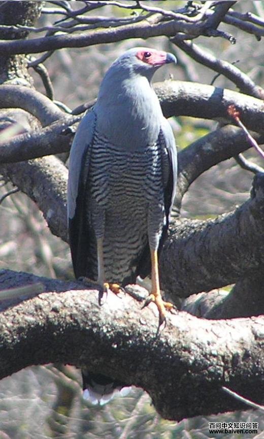 马岛鬣鹰 马岛鬣鹰的图片