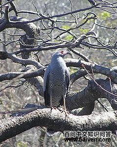 ������ӥ