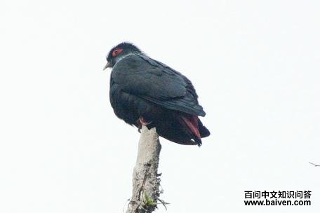 马岛蓝鸠 马岛蓝鸠的图片
