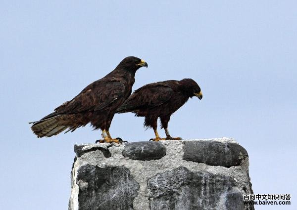 马岛鵟 马岛鵟的图片
