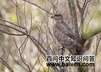 马岛鹃隼 马岛鹃隼的图片