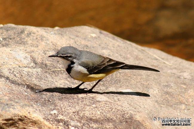 马岛鹡鸰 马岛鹡鸰的图片