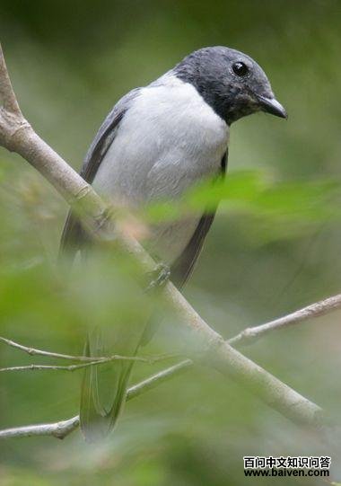 马岛鹃鵙 马岛鹃鵙的图片
