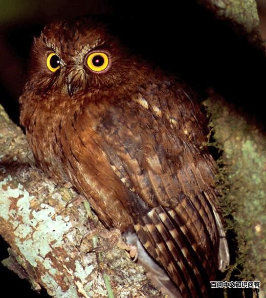 马岛角鸮 马岛角鸮的图片