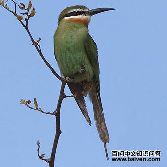 马岛蜂虎 马岛蜂虎的图片