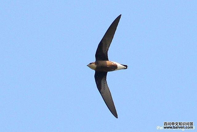 白喉针尾雨燕 白喉针尾雨燕的图片