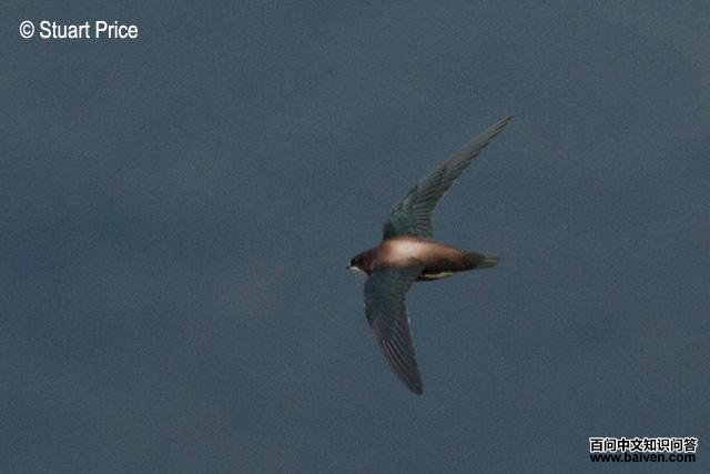 �׺���β����