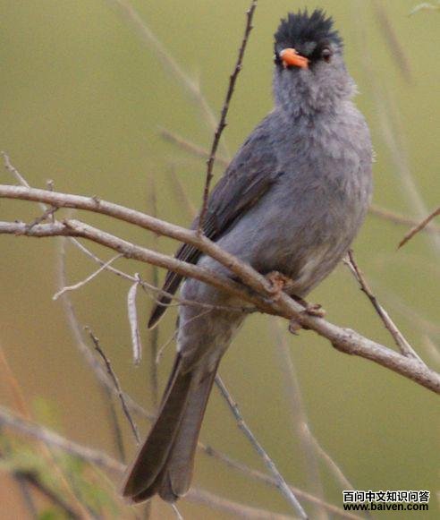 �����̽��ǵ�ͼƬ