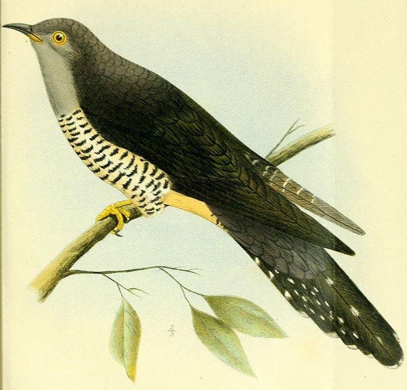 马岛杜鹃 马岛杜鹃的图片