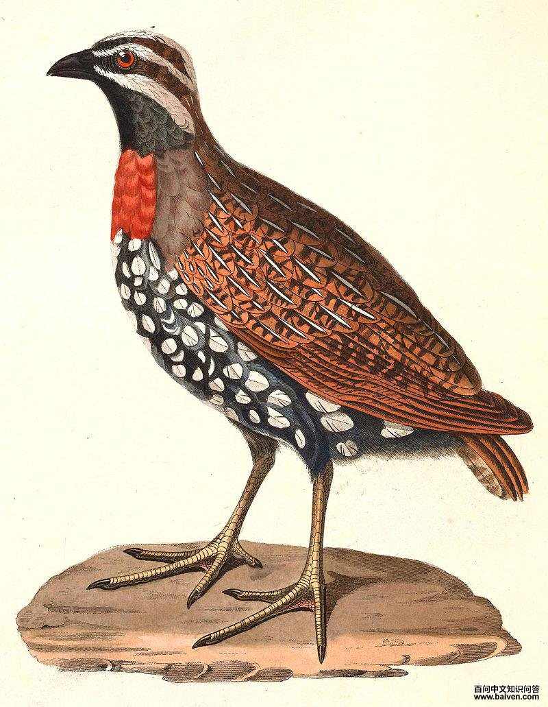 马岛鹑 马岛鹑的图片