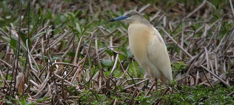 马岛池鹭 马岛池鹭的图片