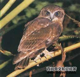 马岛草鸮 马岛草鸮的图片