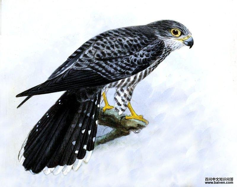 马岛斑隼 马岛斑隼的图片