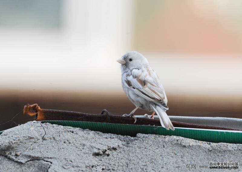 �׻�������ȸ�����ߣ�ССʯʯ��2012��11�¡�