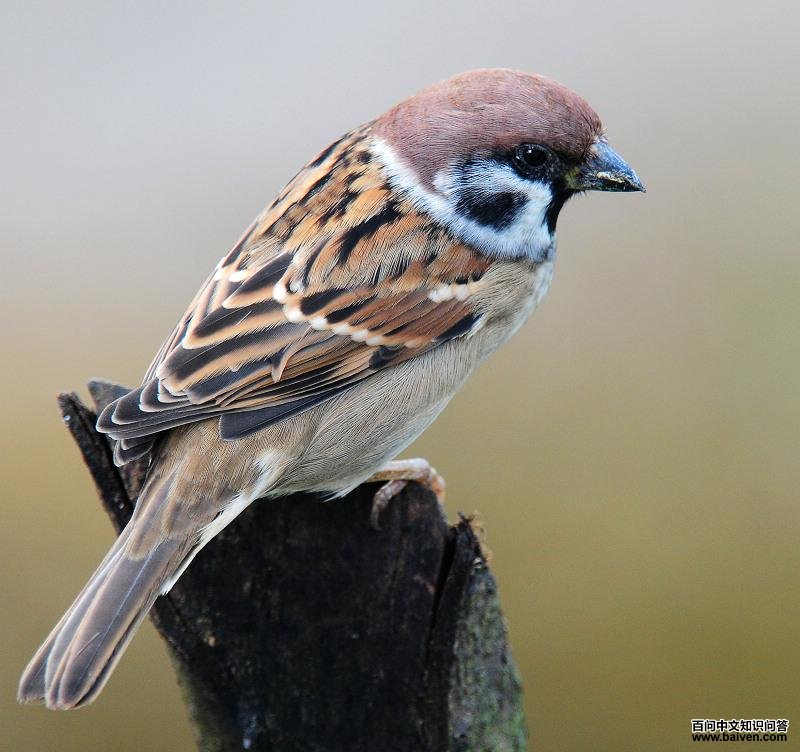 ��ȸ��������������