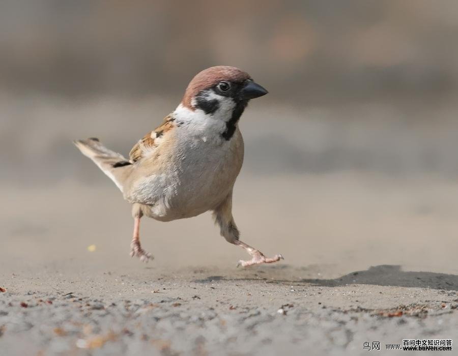 ��ȸ�����߳۷�