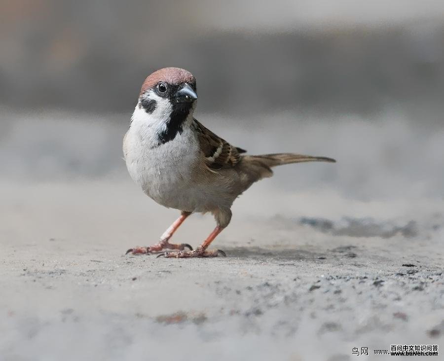 ��ȸ�����߳۷�