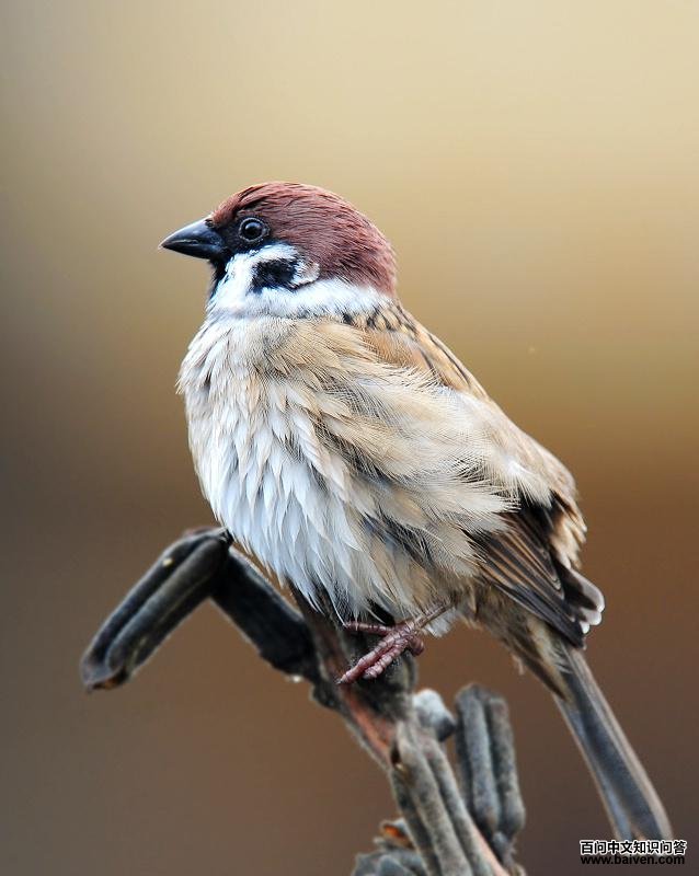 ��ȸ��������������