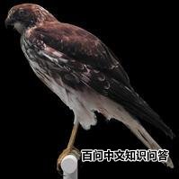 �����˹���ε�ͼƬ